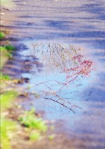 早春の雨上がり