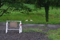 トキ保護センターに野生のトキが？