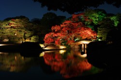 池の映りこみが綺麗