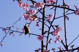 河津桜とメジロ