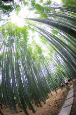 鎌倉報国寺の竹